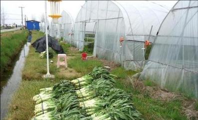 温室种植莴苣 高温下软腐病的预防三步骤