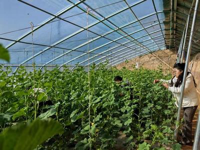 华池农业 技术人员为设施蔬菜生产“开良方”，科技助力绿色高效发展