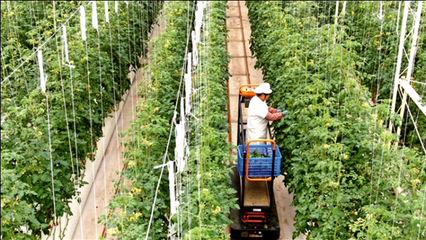 江苏南通 龙骧虎步，家庭农场踏春来