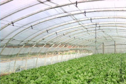 温室连栋大棚建造,反季节种植蔬菜如何选择
