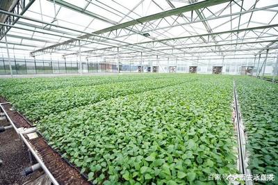 大荔农产品产地行 “从农田到餐桌”，品质看得见